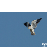 گونه کورکور بال سیاه Black-winged Kite